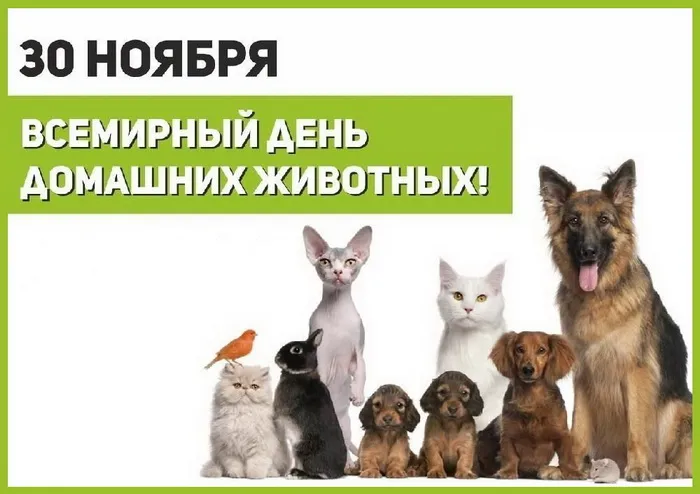 Картинки и открытки с Днем домашних животных 84 открытки Картинки и открытки с Днем домашних животных 84 открытки